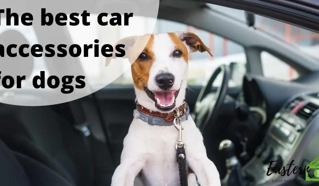 The best car accessories for dogs