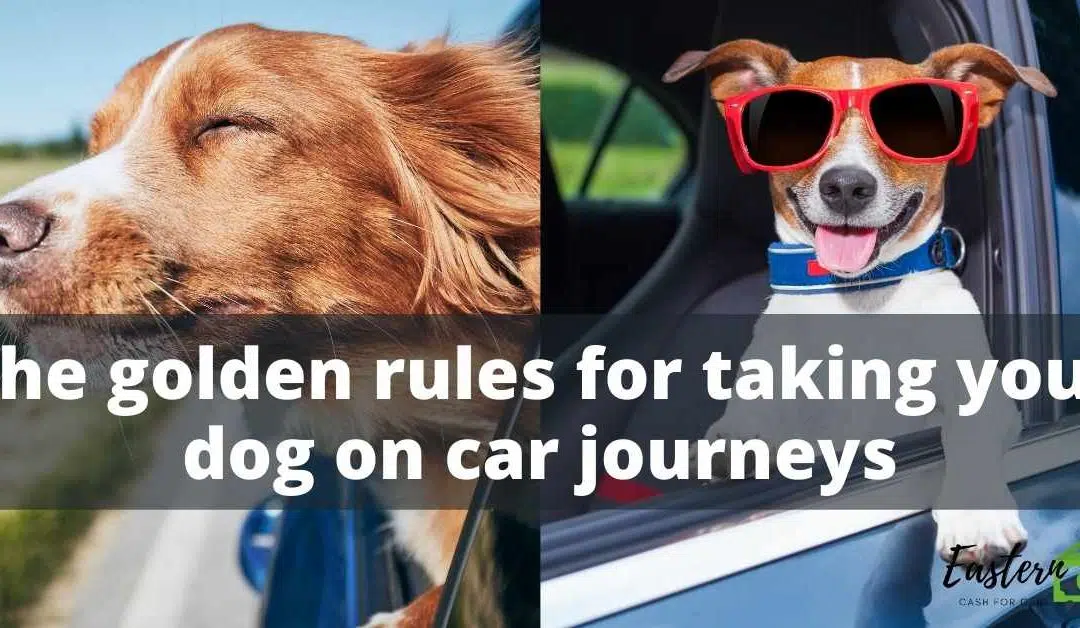 The golden rules for taking your dog on car journeys