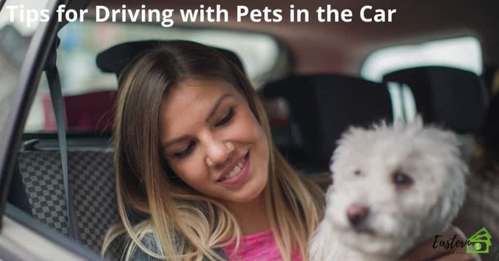 Tips for Driving with Pets in the Car 1 Tips for Driving with Pets in the Car