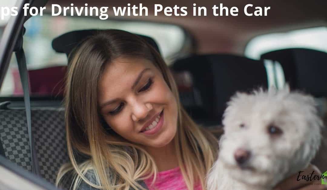 Tips for Driving with Pets in the Car