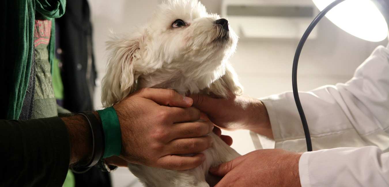 Brandon Park Veterinary Hospital